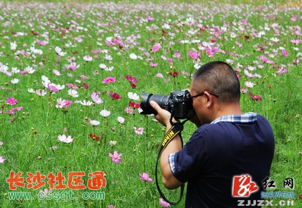 武陵源中湖鄉(xiāng)喊您來看醉人花海(組圖)